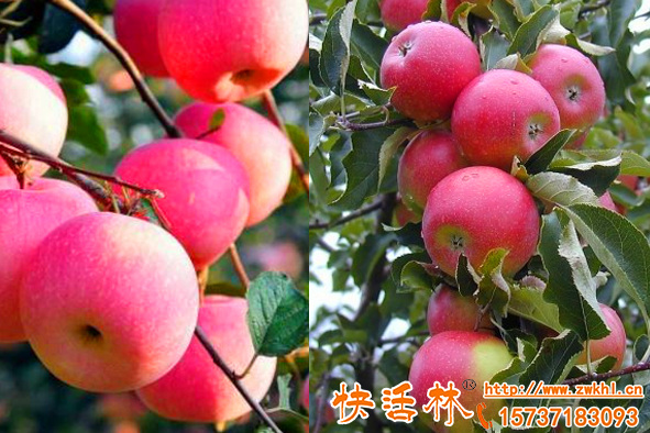 果樹怎么養(yǎng)護(hù)，果樹全年保持養(yǎng)分旺盛吸收的秘密竟然是果樹生根粉
