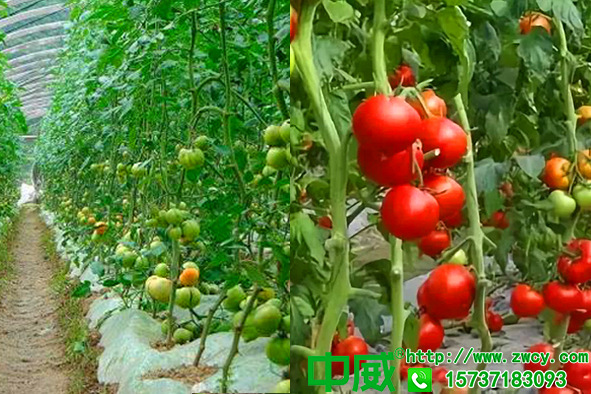 西紅柿肥料用什么好，怎樣才能坐果高長得快