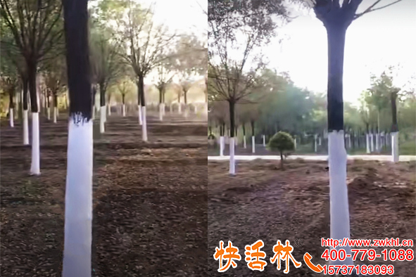 還在用石灰水刷白嗎？植物涂白使用材料已升級(jí)成噴施樹(shù)干涂白劑了