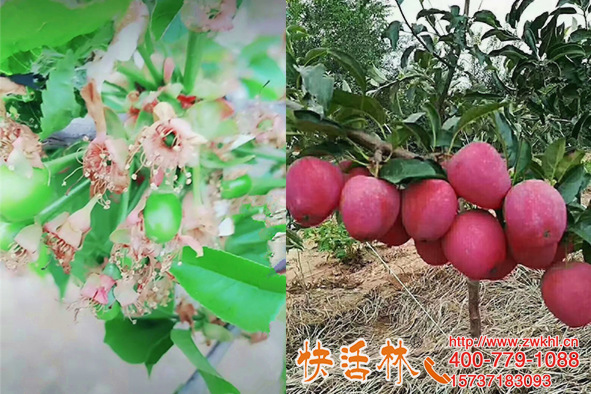 快活林植物抗寒防凍劑防倒春寒河北保定常經(jīng)理蘋果樹凍害輕恢復(fù)快