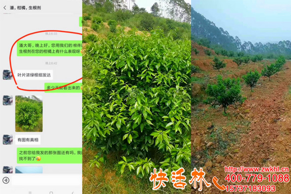 快活林果樹(shù)生根劑恢復(fù)柑橘長(zhǎng)勢(shì)，發(fā)枝快葉片濃綠比用肥料效果明顯
