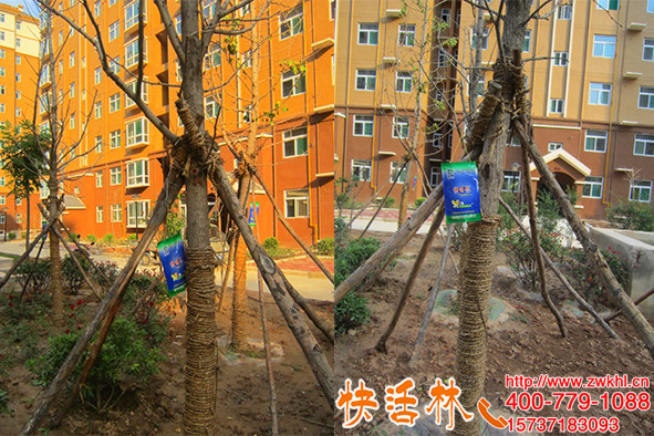 綠化大樹失水干枯回芽怎么辦，快活林大樹移栽吊針液來恢復(fù)