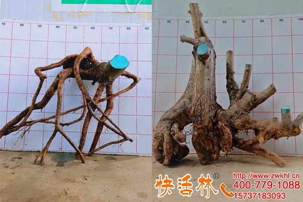 快活林盆景傷口愈合劑效果不錯(cuò)，浙江寧波胡經(jīng)理也要推薦盆友用