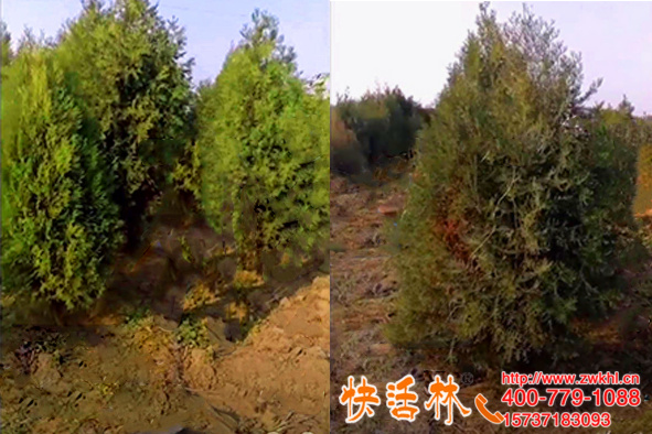 柏樹什么時候移栽，這么養(yǎng)護成活高沒病害