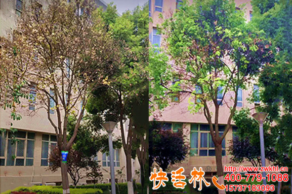 快活林大樹移栽營養(yǎng)液就是不一樣成活高工程主動(dòng)找上門