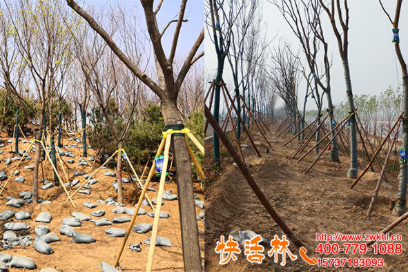 快活林大樹生根劑就是不一樣，一瓶?jī)?噸一周能發(fā)芽