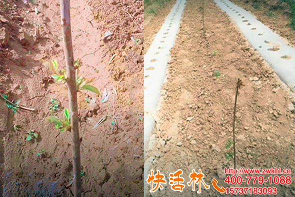 裸根樹苗用快活林苗木生根粉泡一泡長(zhǎng)勢(shì)旺盛成活高