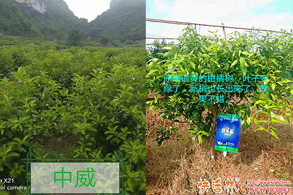 快活林吊針液柑橘改善長勢