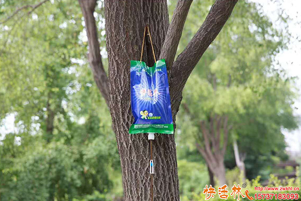 快活林大樹(shù)吊針液效果
