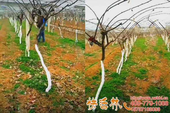 快活林那么多果樹防凍的方法，廣西百色王經(jīng)理獼猴桃簡(jiǎn)單防凍害