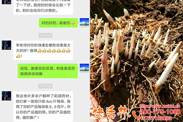 快活林快速生根劑養(yǎng)護(hù)廣西南寧李經(jīng)理前胡產(chǎn)量一畝頂兩畝