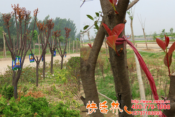 開封物流通道綠化樹恢復(fù)差，快活林給樹輸液枝干葉茂