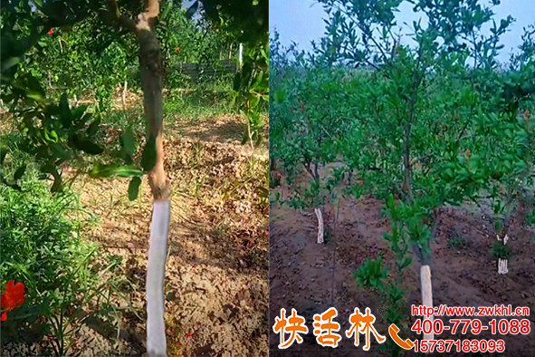 用快活林果樹(shù)防凍涂白劑，劉經(jīng)理石榴根部樹(shù)干不再凍