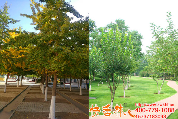 公園涂刷快活林樹干涂白劑，防蟲安全不掉粉