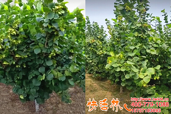榛子苗用什么品牌的生根劑好，快活林生根壯苗長勢整齊