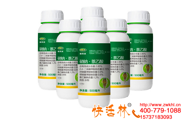 榛子苗用什么品牌的生根劑好，快活林生根壯苗長勢整齊