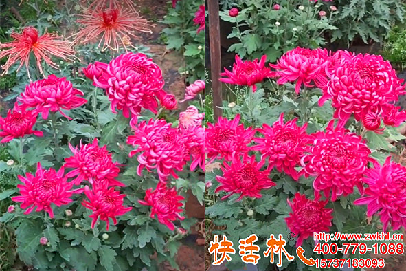 耐寒菊花也噴快活林植物防凍劑，王經(jīng)理說花期延長(zhǎng)了半月