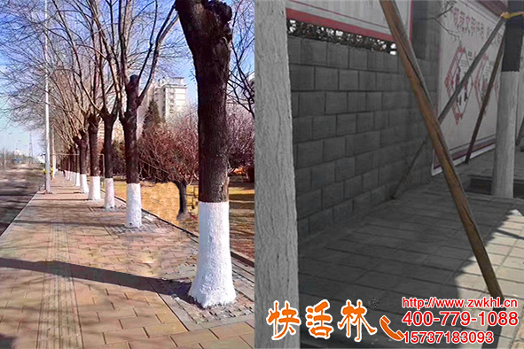 怕大喬木涂白費時間，行道樹該用什么涂白劑