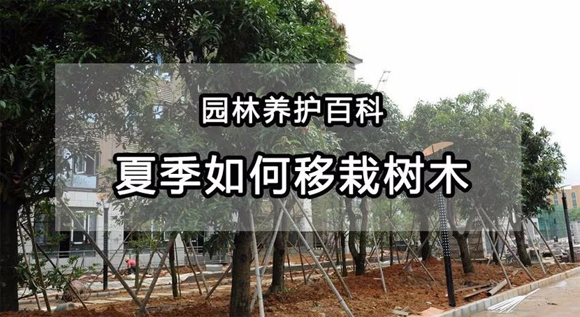 【園林養(yǎng)護百科】河南中威解析夏季如何移植樹木？及有哪些注意事項?