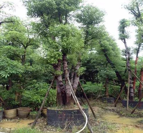 【園林養(yǎng)護百科】河南中威解析夏季如何移植樹木？及有哪些注意事項?