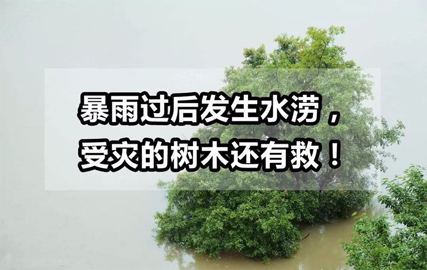 【園林養(yǎng)護百科】河南中威淺析暴雨過后發(fā)生水澇，受災(zāi)的樹木還有救!