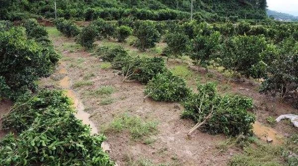 【園林養(yǎng)護百科】河南中威淺析暴雨過后發(fā)生水澇，受災(zāi)的樹木還有救!