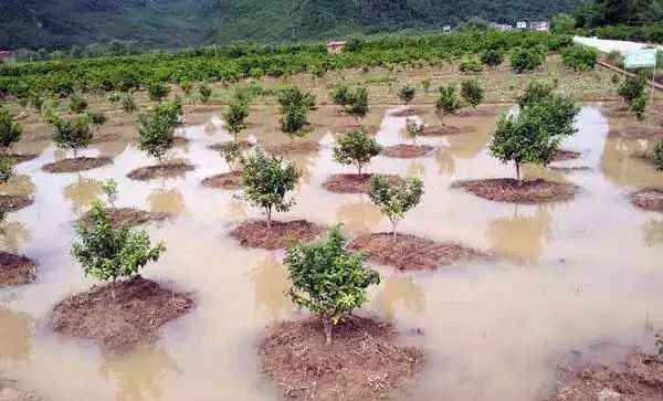 【園林養(yǎng)護百科】河南中威淺析暴雨過后發(fā)生水澇，受災(zāi)的樹木還有救!