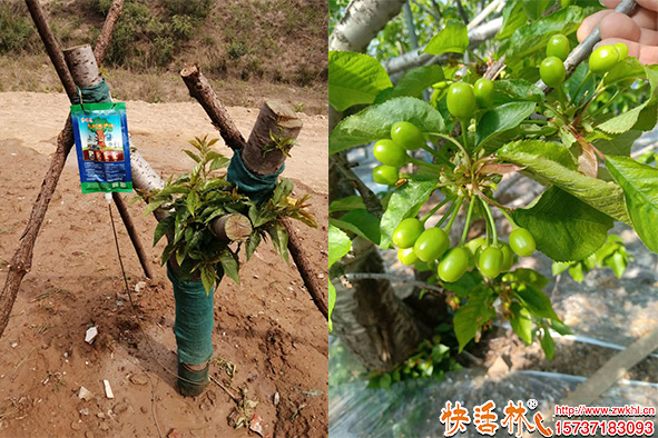 快活林吊針液櫻桃樹恢復(fù)