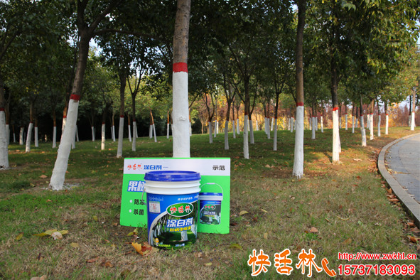 冬季樹木為什么涂白快活林涂白劑配合升級(jí)殺菌防腐效果更強(qiáng)