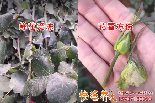 鮮花受凍損失還不知道苗木防凍劑嗎，快活林防凍劑效果怎樣