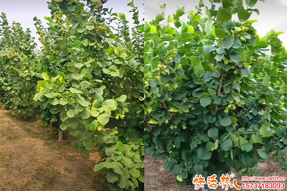 快活林生根劑榛子樹黃葉轉綠