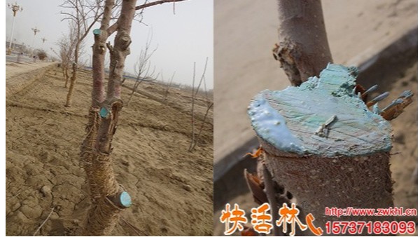快活林果樹傷口愈合劑涂抹蘋果樹傷口兩個月還沒開裂