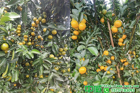 柑橘葉面肥用什么好？柑橘肥料應(yīng)該怎么補(bǔ)？