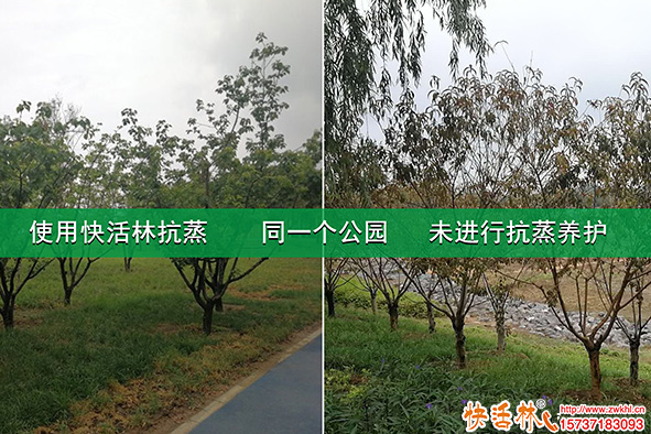 為什么6月份那么需要蒸騰抑制劑，夏季樹木應(yīng)該怎么保水