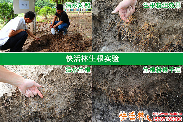 生根對(duì)比