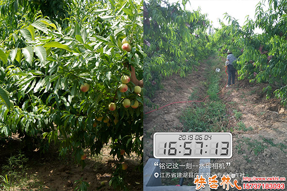 快活林桃樹養(yǎng)護