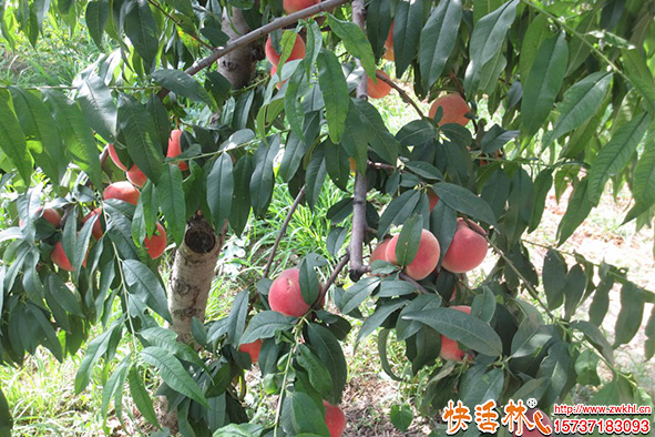 快活林桃樹生根養(yǎng)護