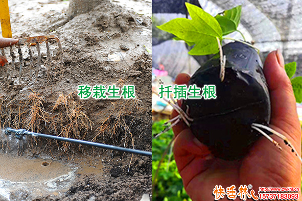 生根粉應(yīng)用技術(shù)？植物生根粉哪個(gè)好？