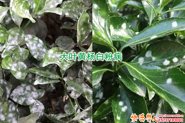 大葉黃楊白粉病