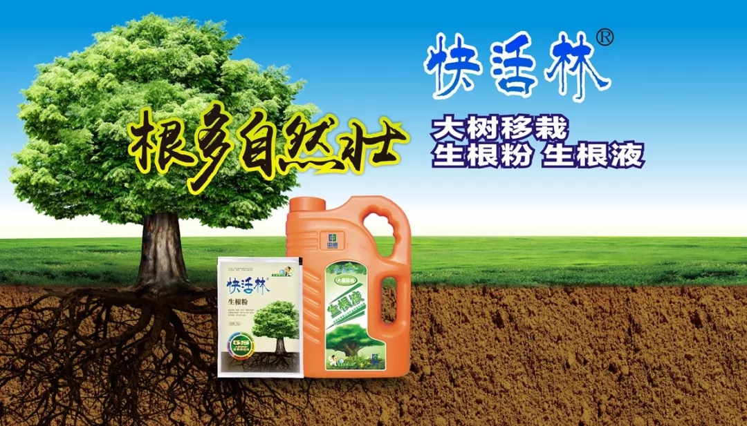 快活林,快活林園林養(yǎng)護,綠籬生根,快活林生根粉,生根液
