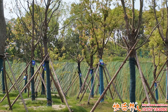 快活林大樹營(yíng)養(yǎng)液使用