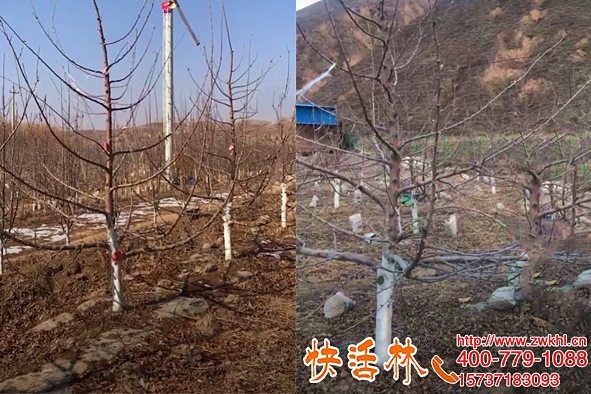 果樹涂白越冬涂快活林保護樹皮，粘度剛剛好附著力強不脫落