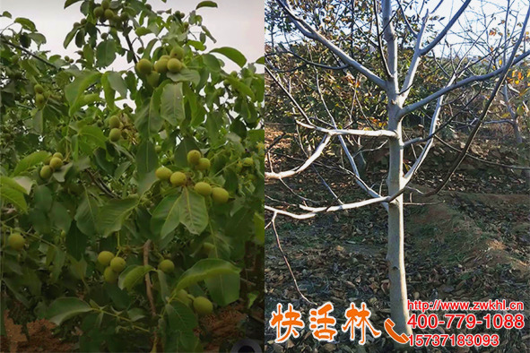 果樹栽種澆快活林樹木移栽生根粉，宋經理說恢復快明年能掛果