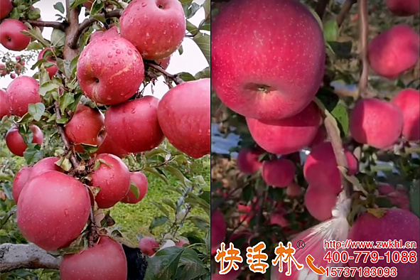 快活林果樹(shù)栽培生根劑廠家養(yǎng)護(hù)產(chǎn)品種類(lèi)多因地使用更專(zhuān)業(yè)果農(nóng)喜歡