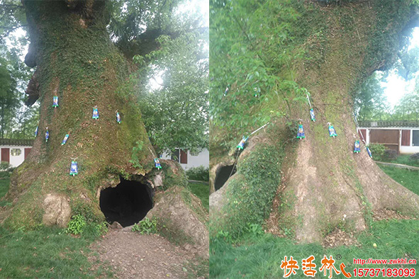 快活林吊針液大樹使用7
