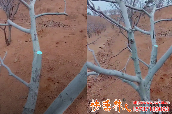 什么品牌愈合劑效果好快活林果樹愈合劑價(jià)格多少在哪買