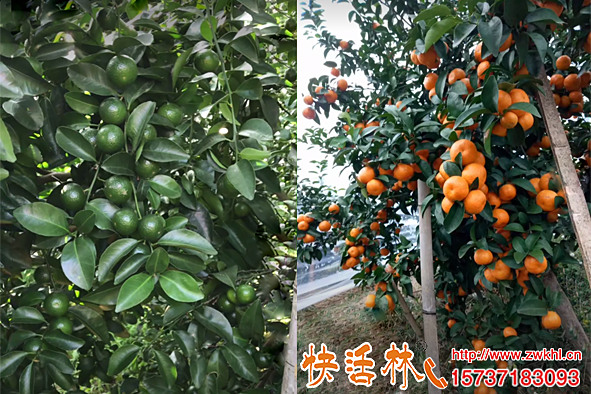 快活林果樹生根粉改善砂糖桔長(zhǎng)勢(shì)吸收明顯豐收在望