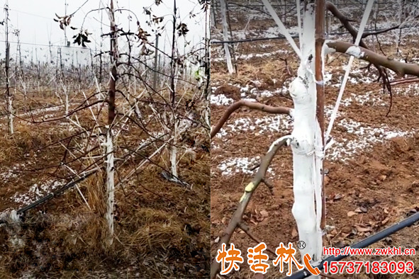 快活林樹干涂白劑給蘋果樹涂白防凍內(nèi)蒙李經(jīng)理如此信任快活林