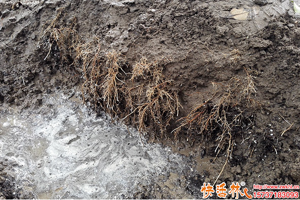 快活林生個(gè)液發(fā)根效果