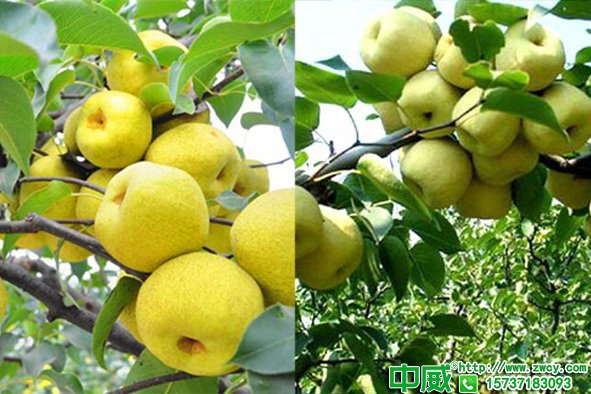 春季果樹肥料怎么施？兩大肥料不可取越用越傷樹